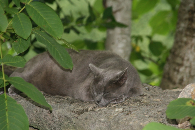 gentil chat