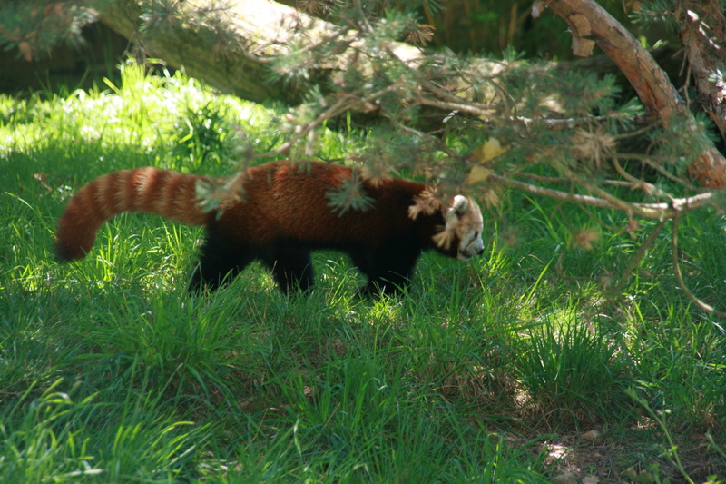 panda