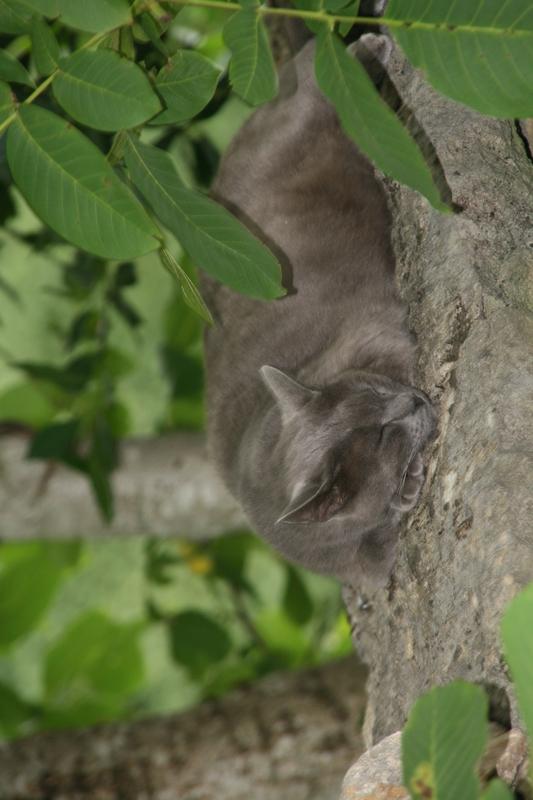 gentil chat